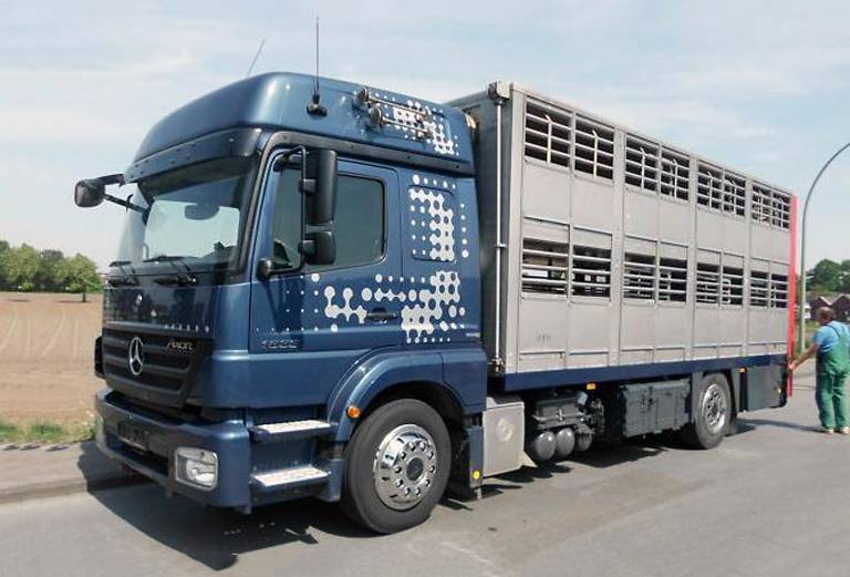Доставка коров автотранспортом из Туймазы в Самара